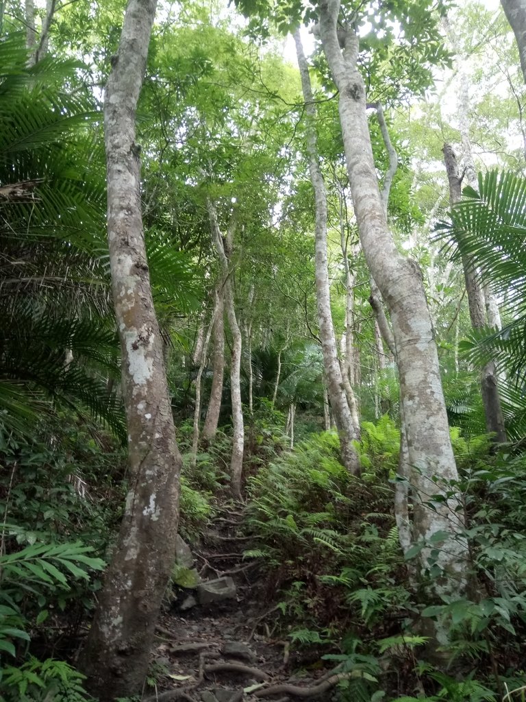 DSC_9482.JPG - 苗栗  泰安  虎山行