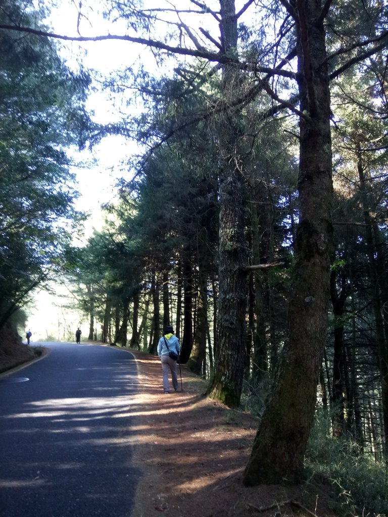 DSC_1661.JPG - 鹿林山  麟趾山步道  (01)