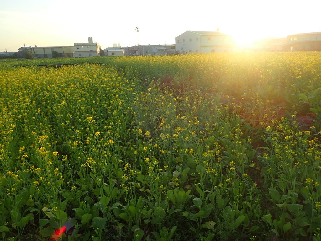 P1083456.JPG - 台中  西屯  油菜花田