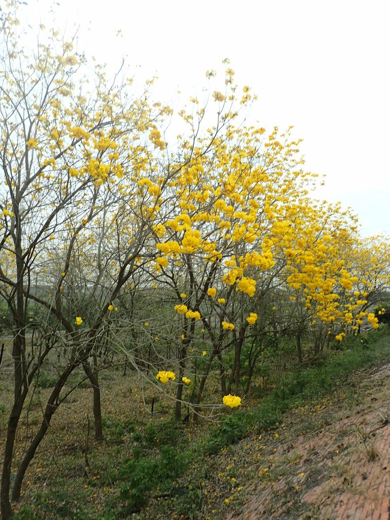 P3066541.JPG - 竹塘  田頭堤防  黃花風鈴木