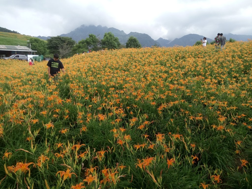 DSC_0715.JPG - 富里  六十石山  金針花季