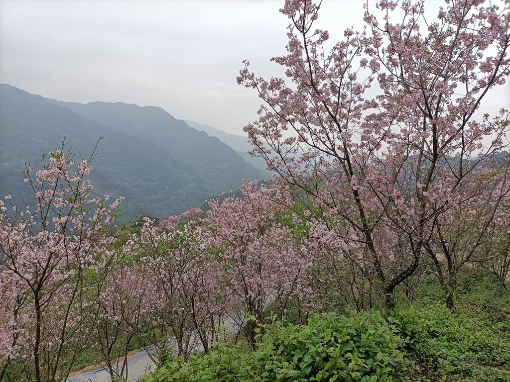 IMG20210226134707.jpg - 三峽  熊空  大熊櫻花林