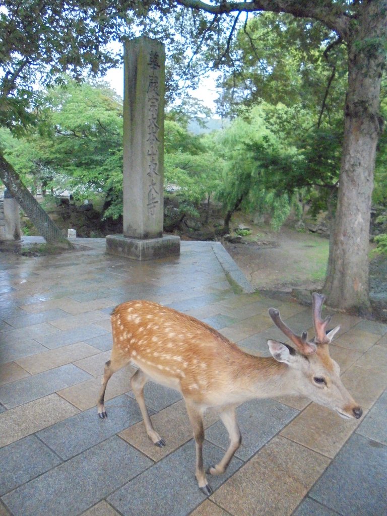 DSC03960.JPG - 奈良  東大寺