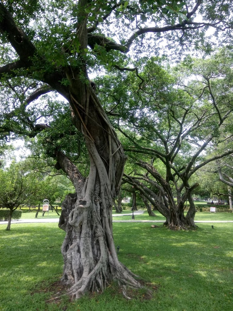 DSC_9928.JPG - 散步  台中公園一隅