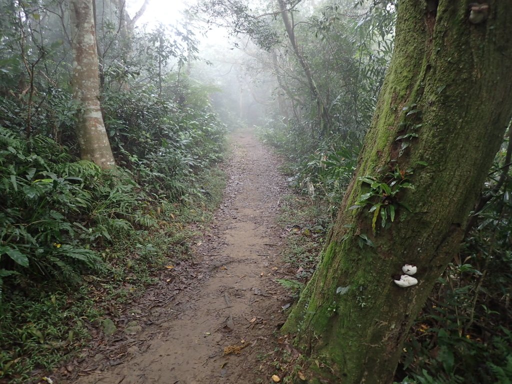 P2107532.JPG - 大溪  溪洲山登山步道