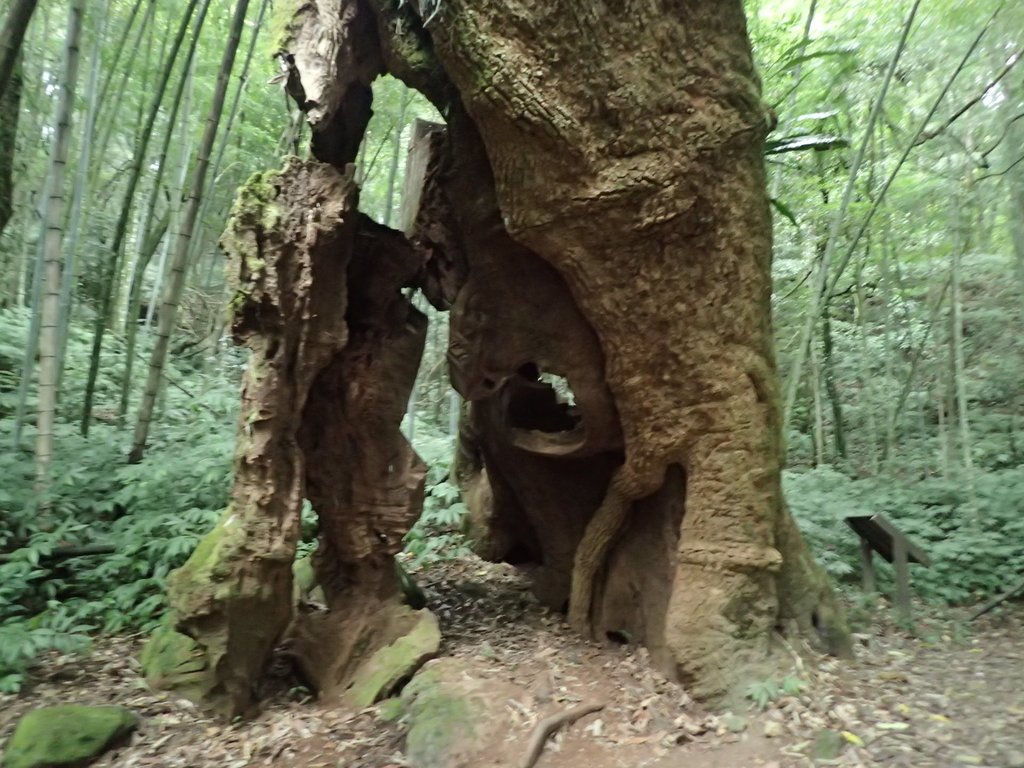 PA231727.JPG - 石壁山  嘉南雲峰步道