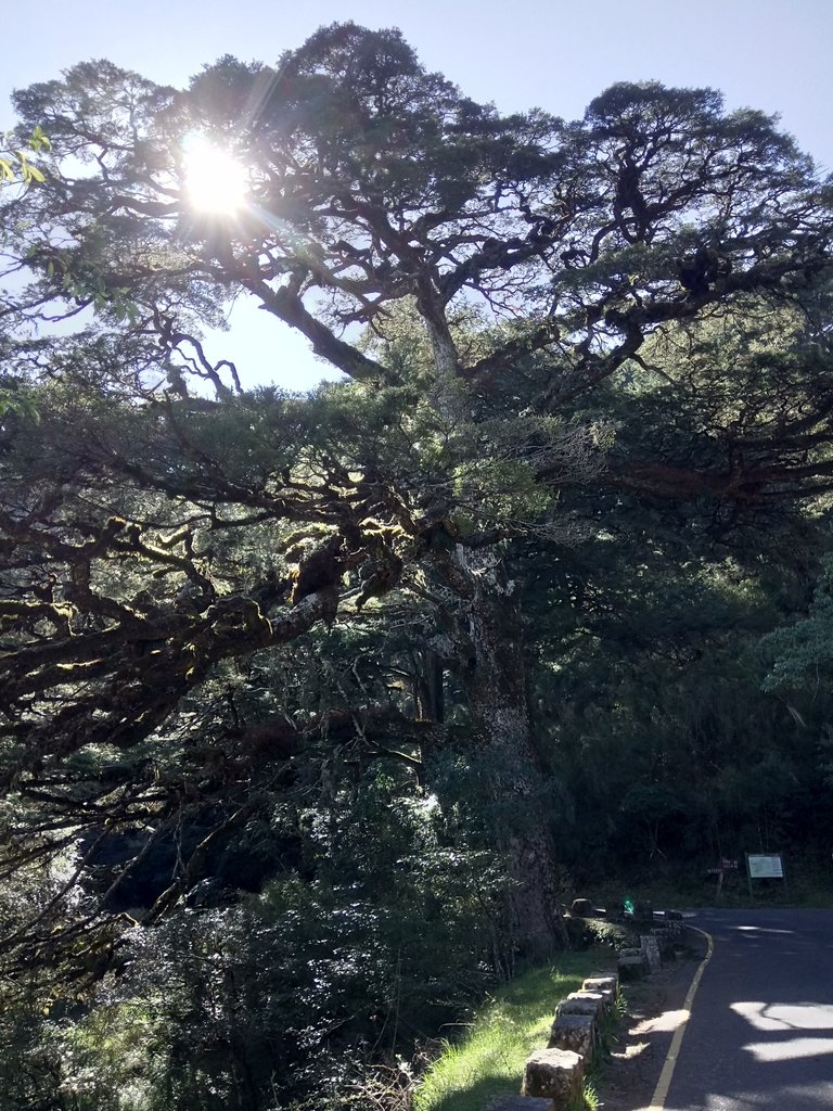 DSC_1663.JPG - 鹿林山  麟趾山步道  (01)