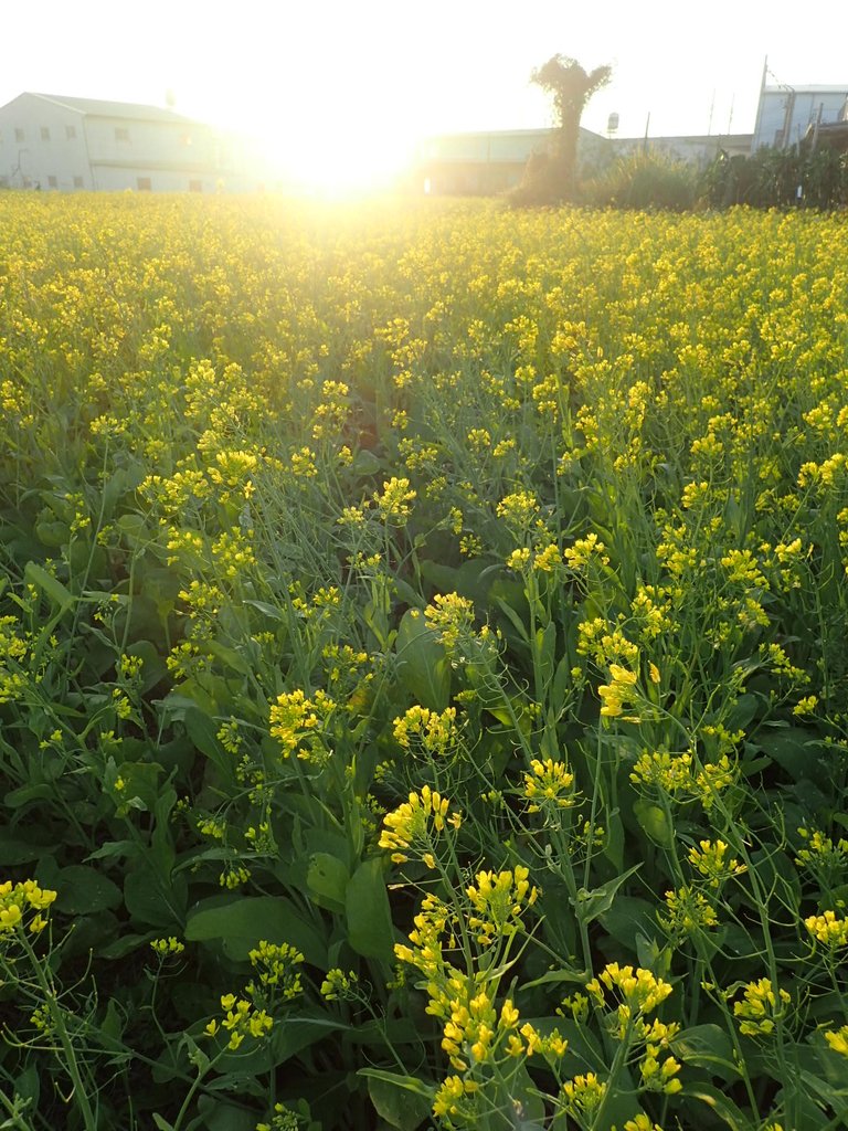 P1083457.JPG - 台中  西屯  油菜花田