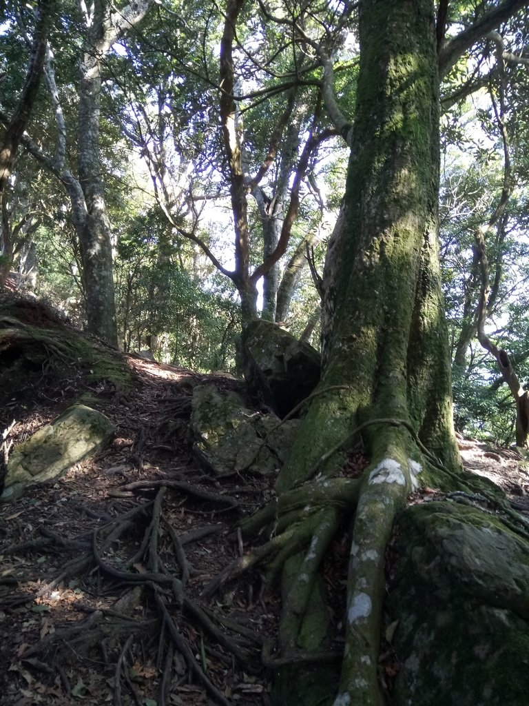 DSC_3607.JPG - 南庄  大坪林道  杜鵑嶺