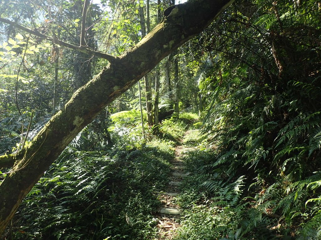 PA040344.JPG - 魚池  過坑山登山步道