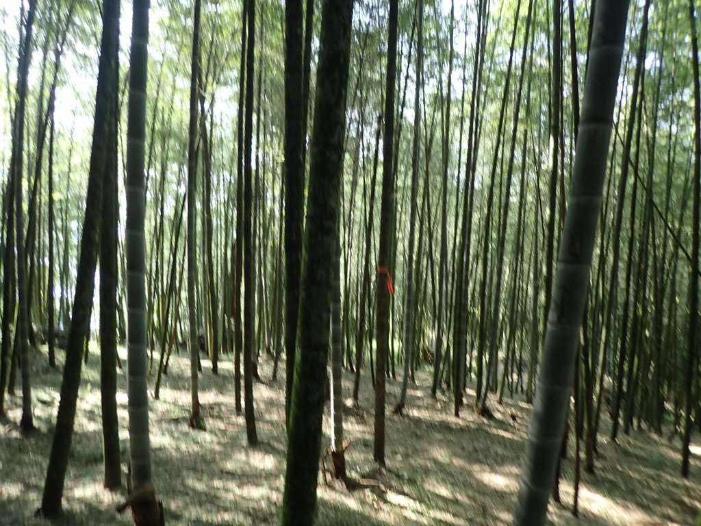 PA040496.JPG - 魚池  大尖山登山步道