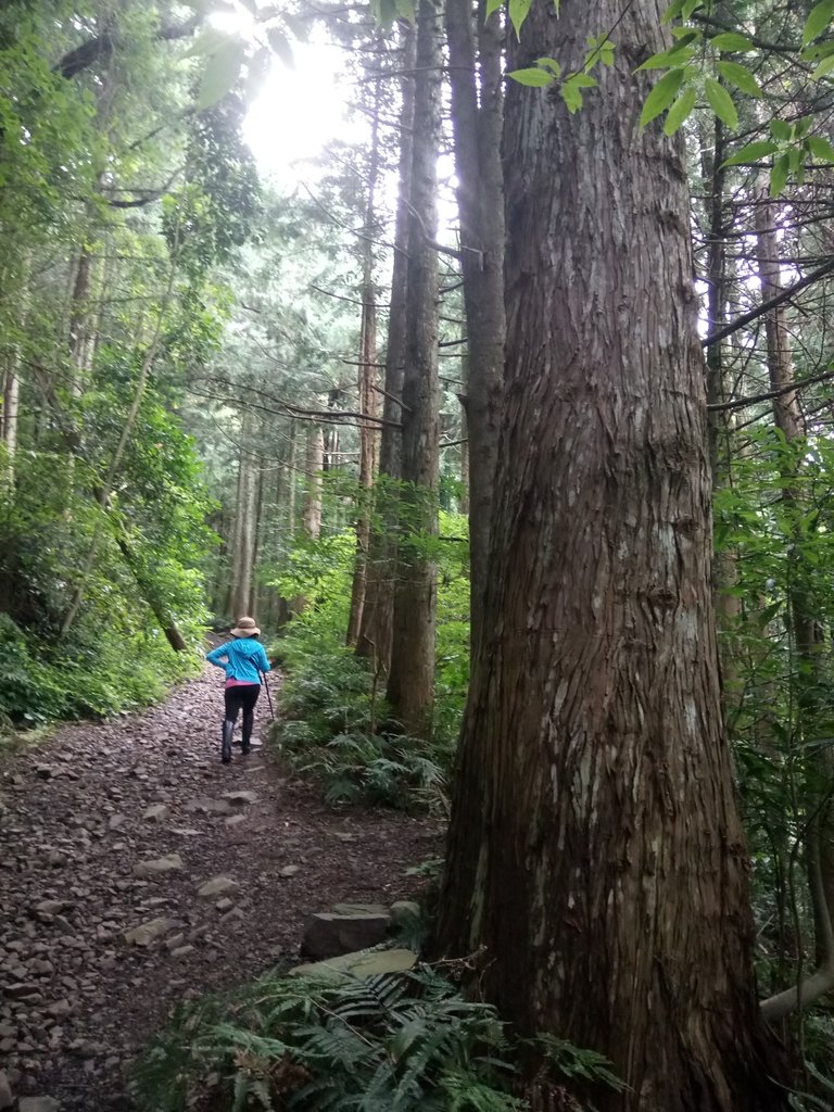 DSC_5177.JPG - 台中和平  長壽山登山步道  (上)