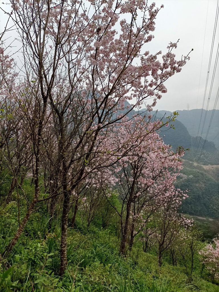 IMG20210226134716.jpg - 三峽  熊空  大熊櫻花林