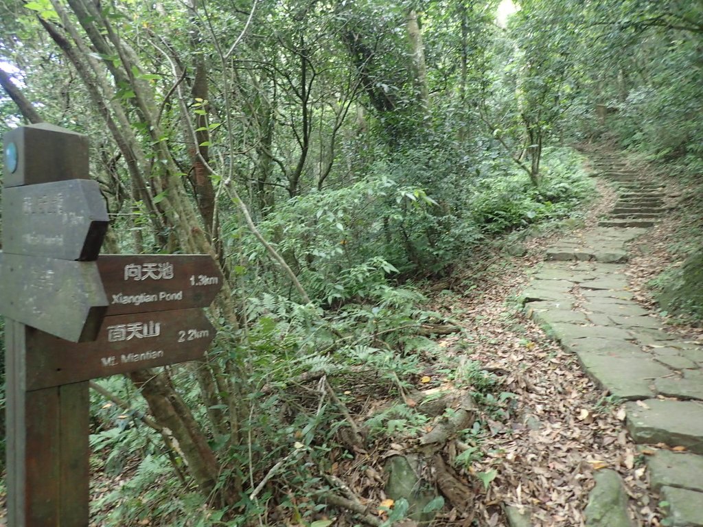 P9238202.JPG - 北投  面天山  向天湖步道