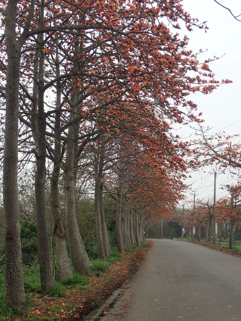 P3066382.JPG - 埤頭  東螺溪  木棉花