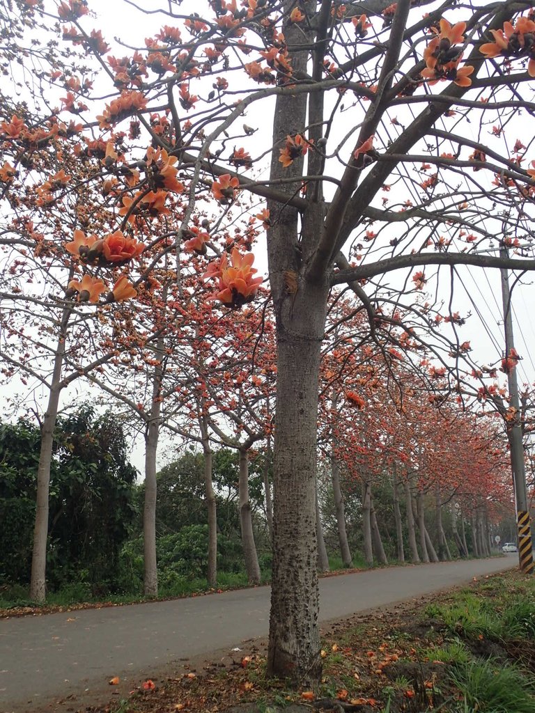 P3066404.JPG - 埤頭  東螺溪  木棉花