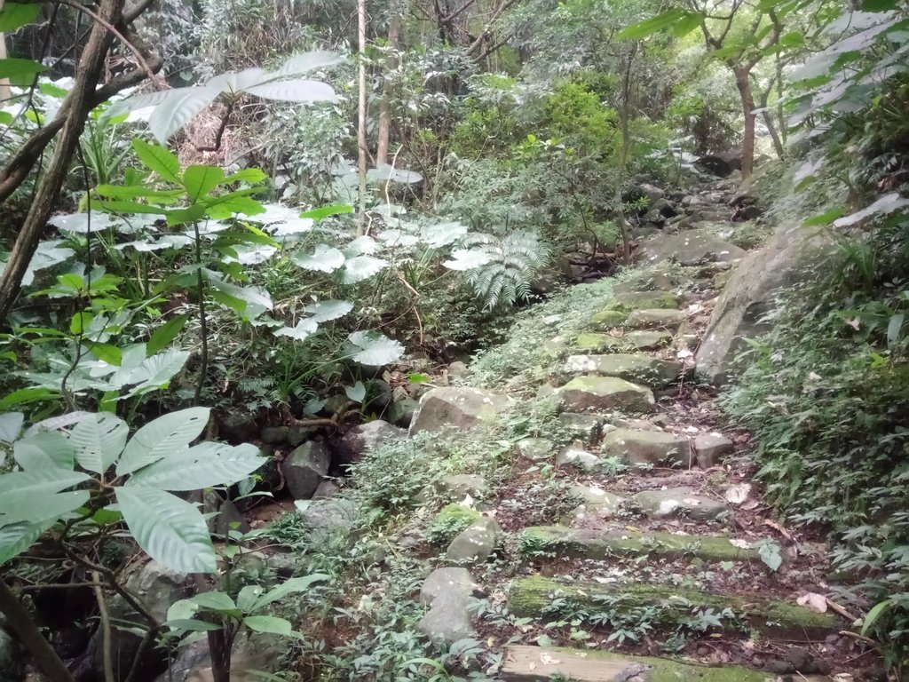 DSC_3345.JPG - 金山  大路崁古道