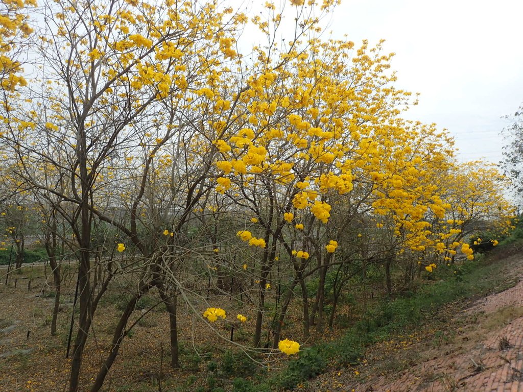 P3066543.JPG - 竹塘  田頭堤防  黃花風鈴木