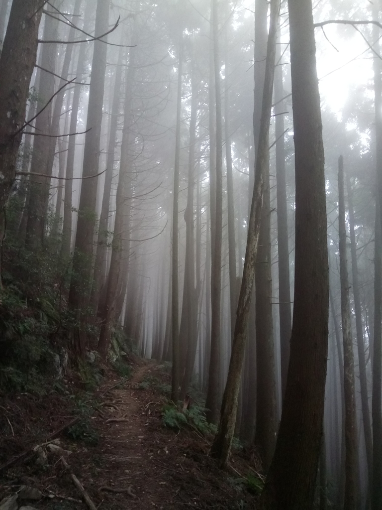 DSC_3770.JPG - 南庄  加里山  森林鐵道