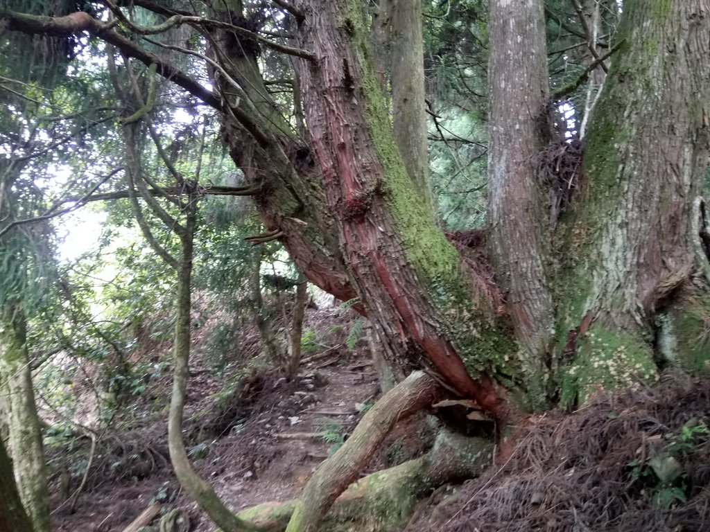 DSC_9996.JPG - 谷關七雄之  馬崙山  (下)