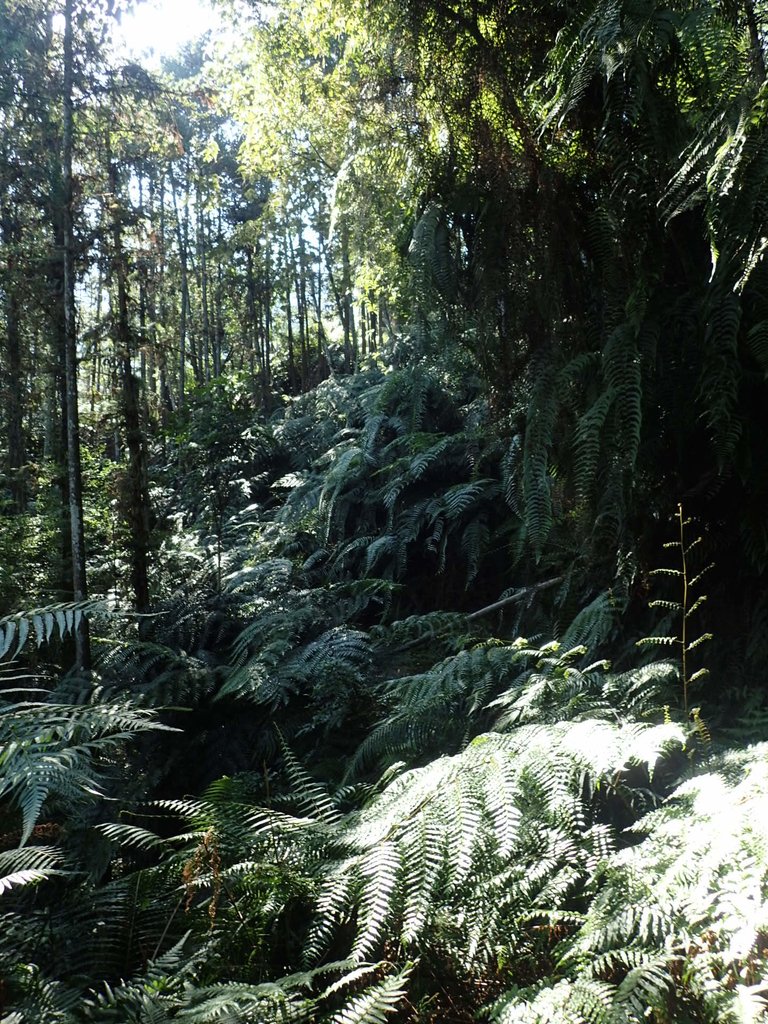 PA040350.JPG - 魚池  過坑山登山步道