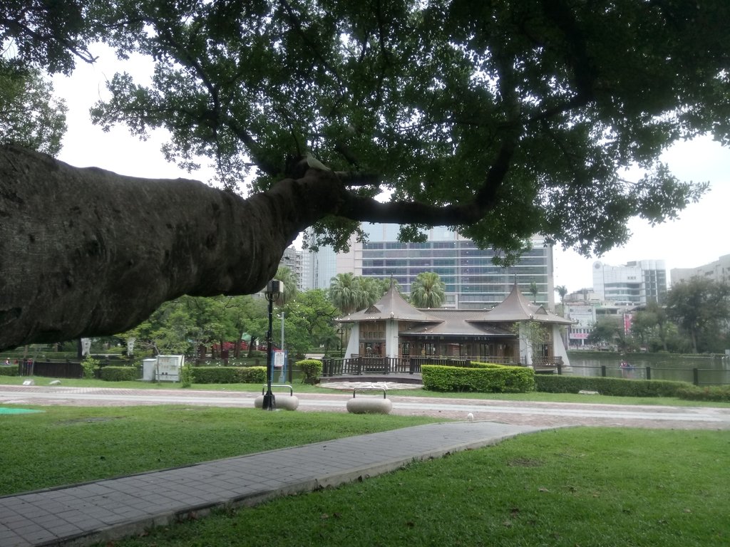 DSC_9931.JPG - 散步  台中公園一隅