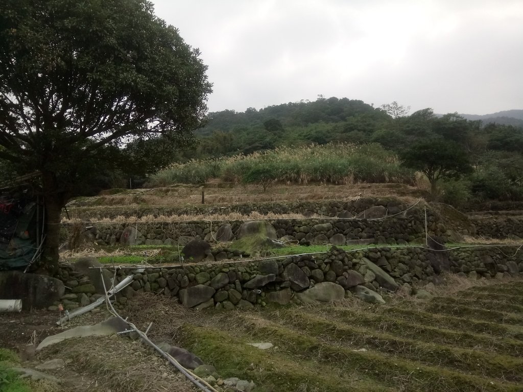 DSC_3356.JPG - 金山  大路崁古道