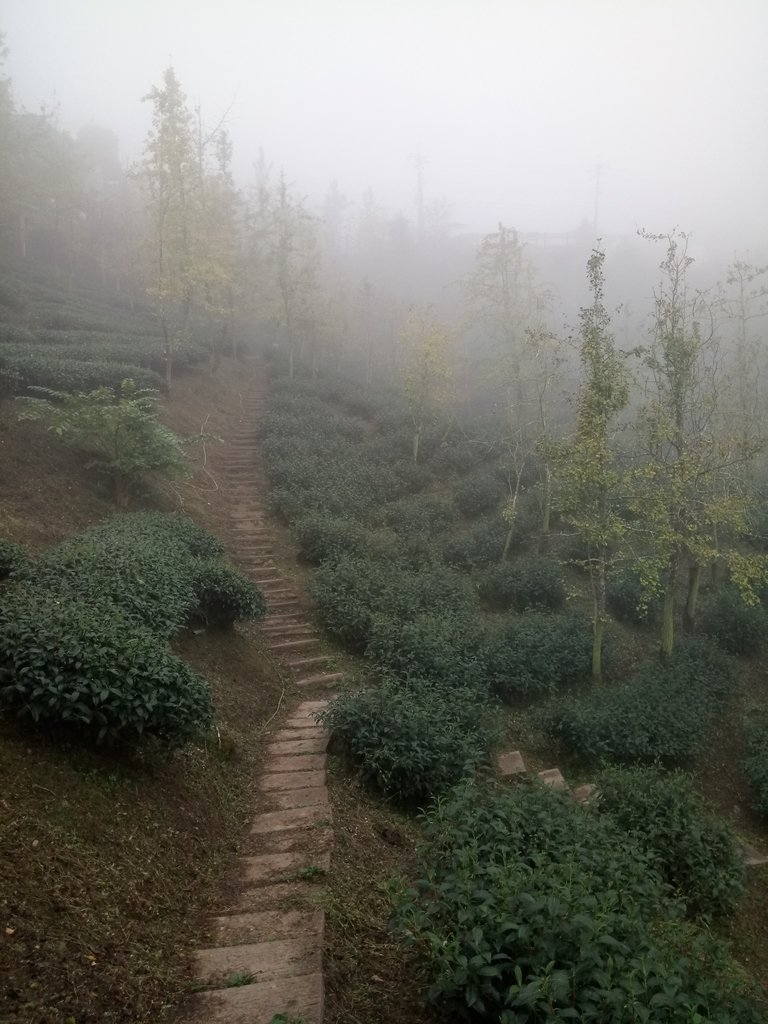 DSC_0498.JPG - 鹿谷  大崙山  霧中茶園之美(03)