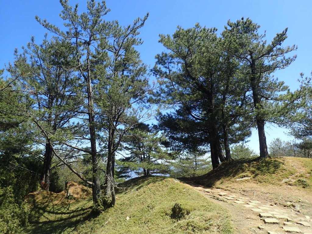 P3268102.JPG - 鹿林山  麟趾山步道  (01)