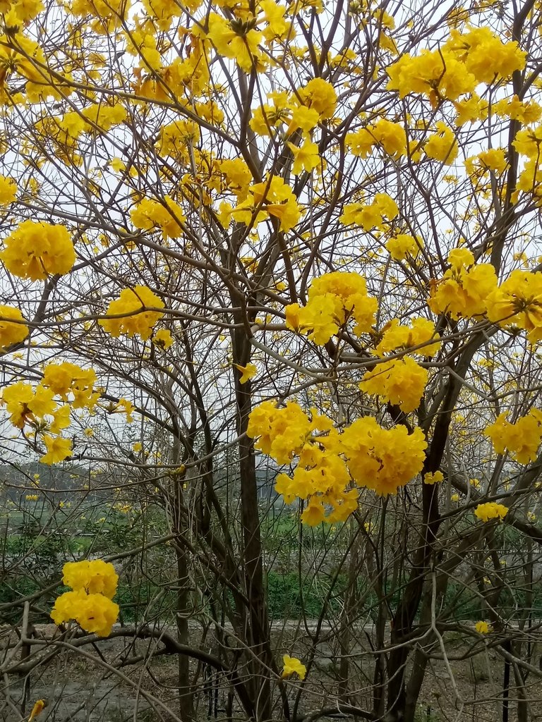 DSC_8418.JPG - 竹塘  田頭堤防  黃花風鈴木