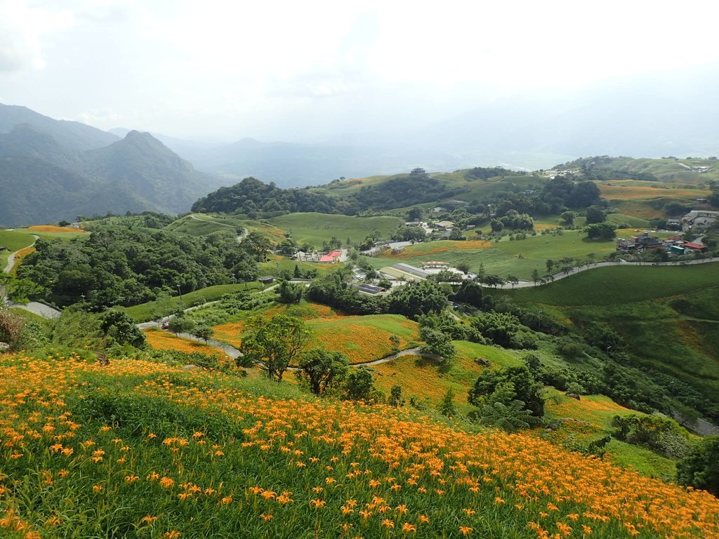 P9088008.JPG - 富里  六十石山  金針花季