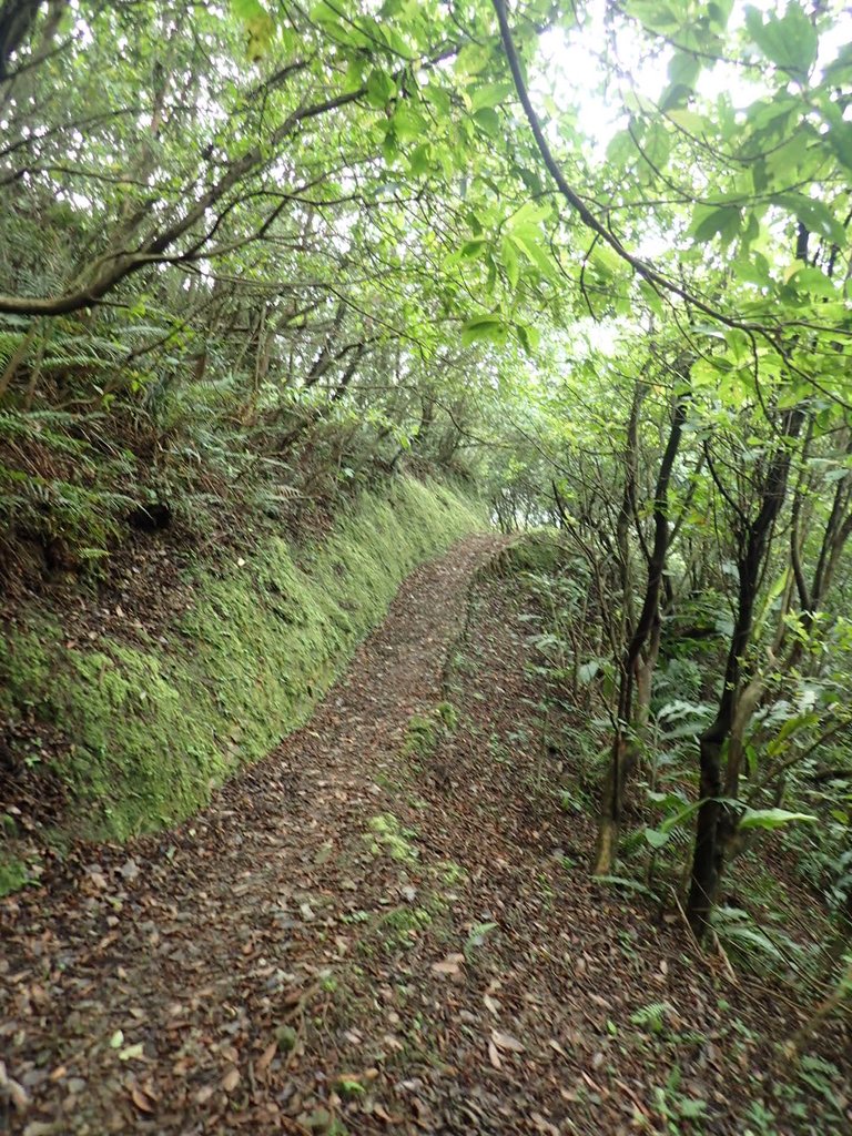 P8317592.JPG - 瑞芳  雞籠山登山步道