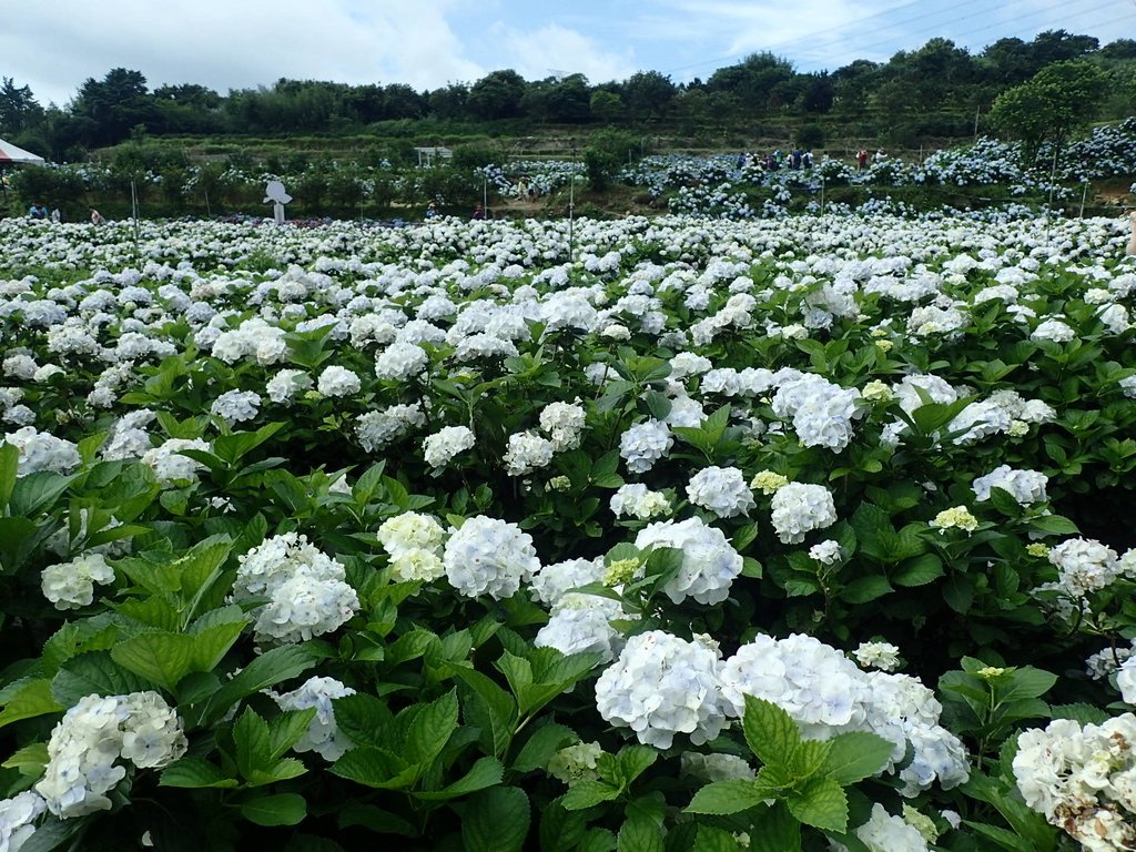 P5303925.JPG - 萬里  高家繡球花田