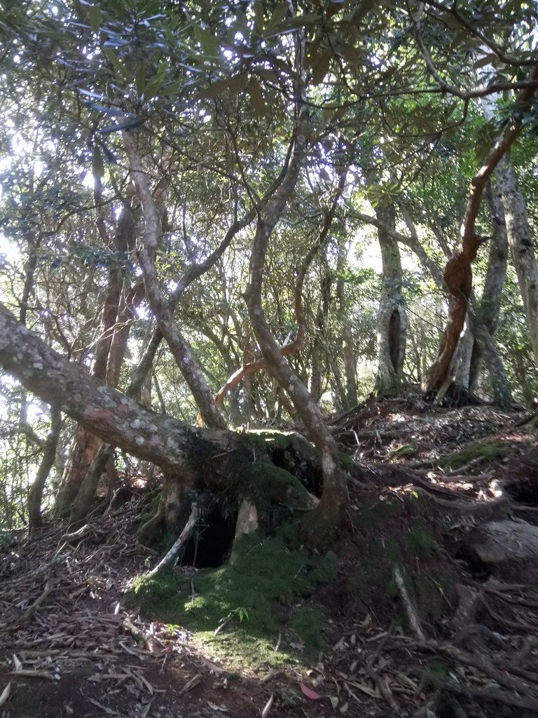 DSC_3601.JPG - 南庄  大坪林道  杜鵑嶺