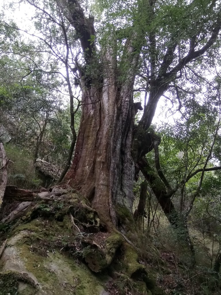 DSC_3721.JPG - 南庄  加里山