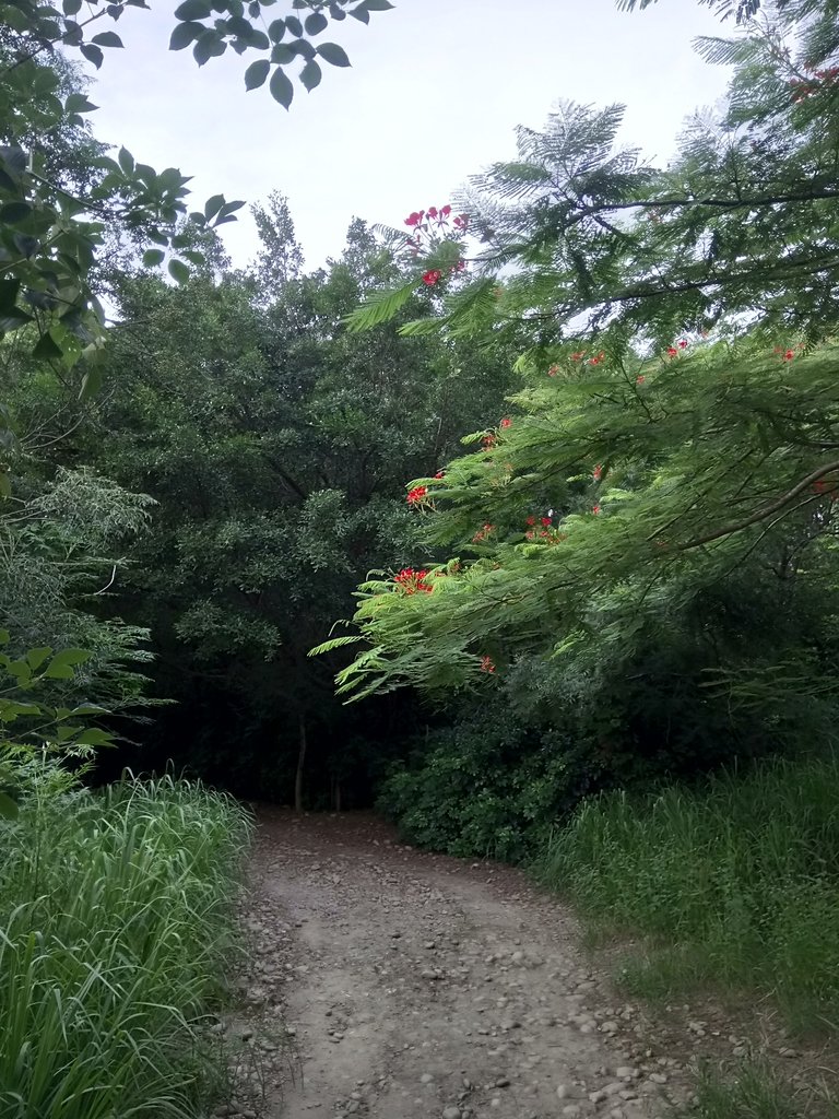 DSC_3981.JPG - 大肚  萬里長城登山步道