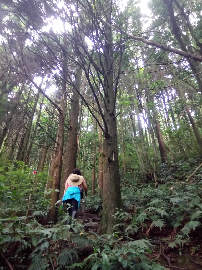 DSC_5180.JPG - 台中和平  長壽山登山步道  (上)