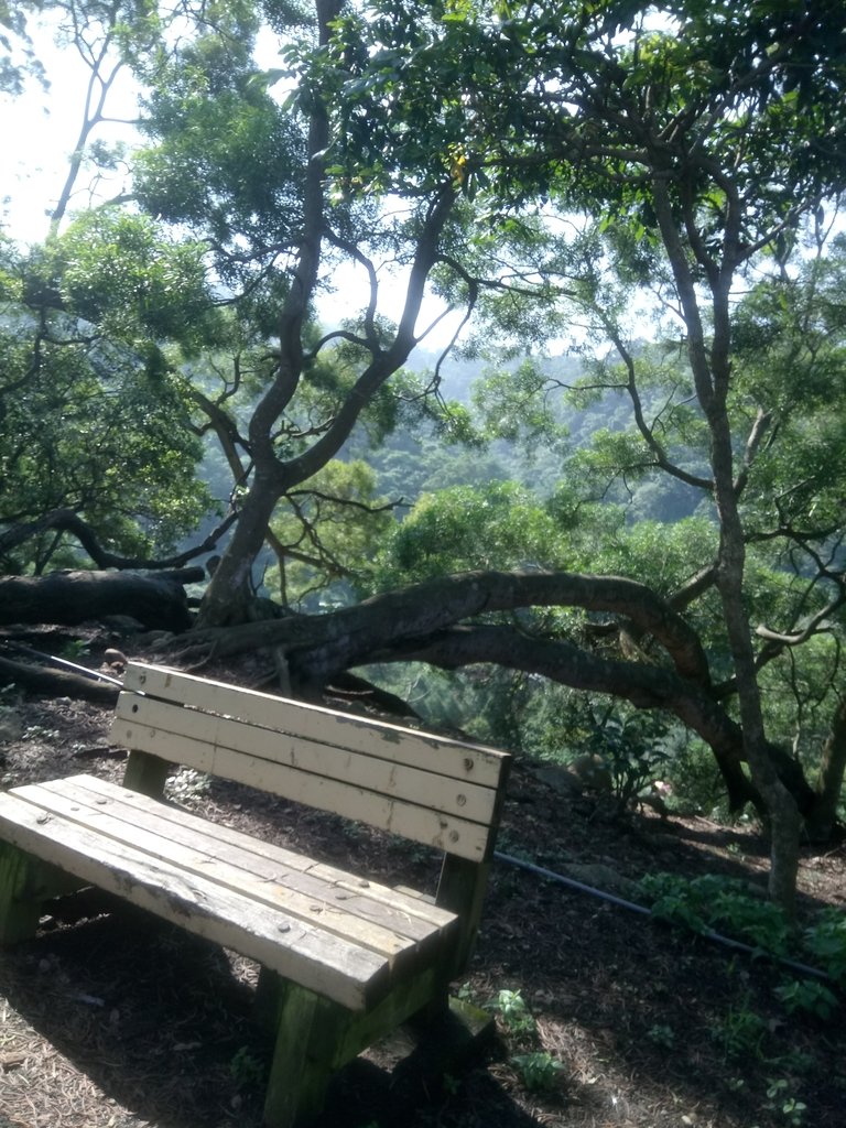 DSC_1243.JPG - 大坑四號步道  頭嵙山