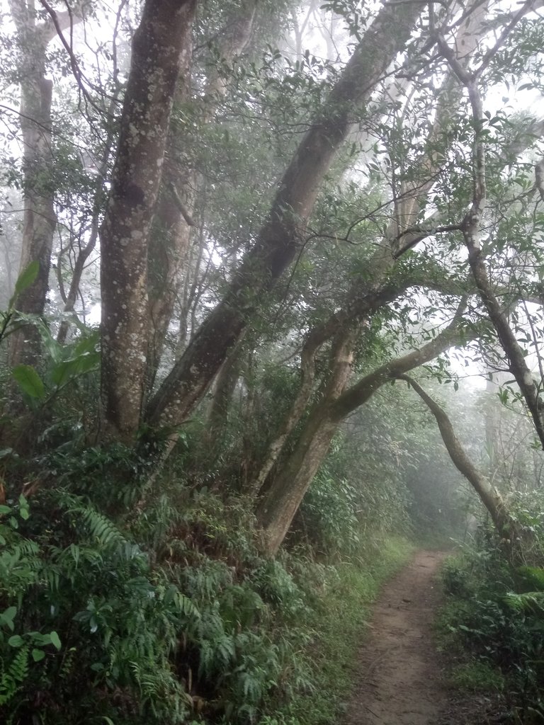 DSC_4883.JPG - 大溪  溪洲山登山步道