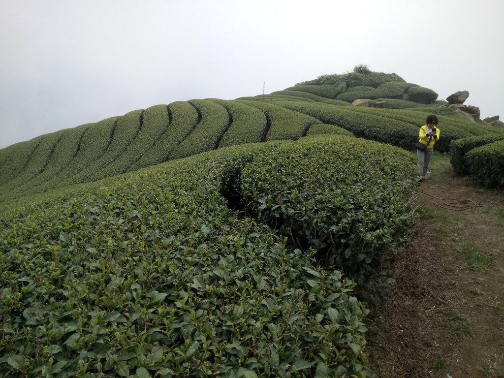 DSC_1418.JPG - 阿里山  隙頂茶園之美