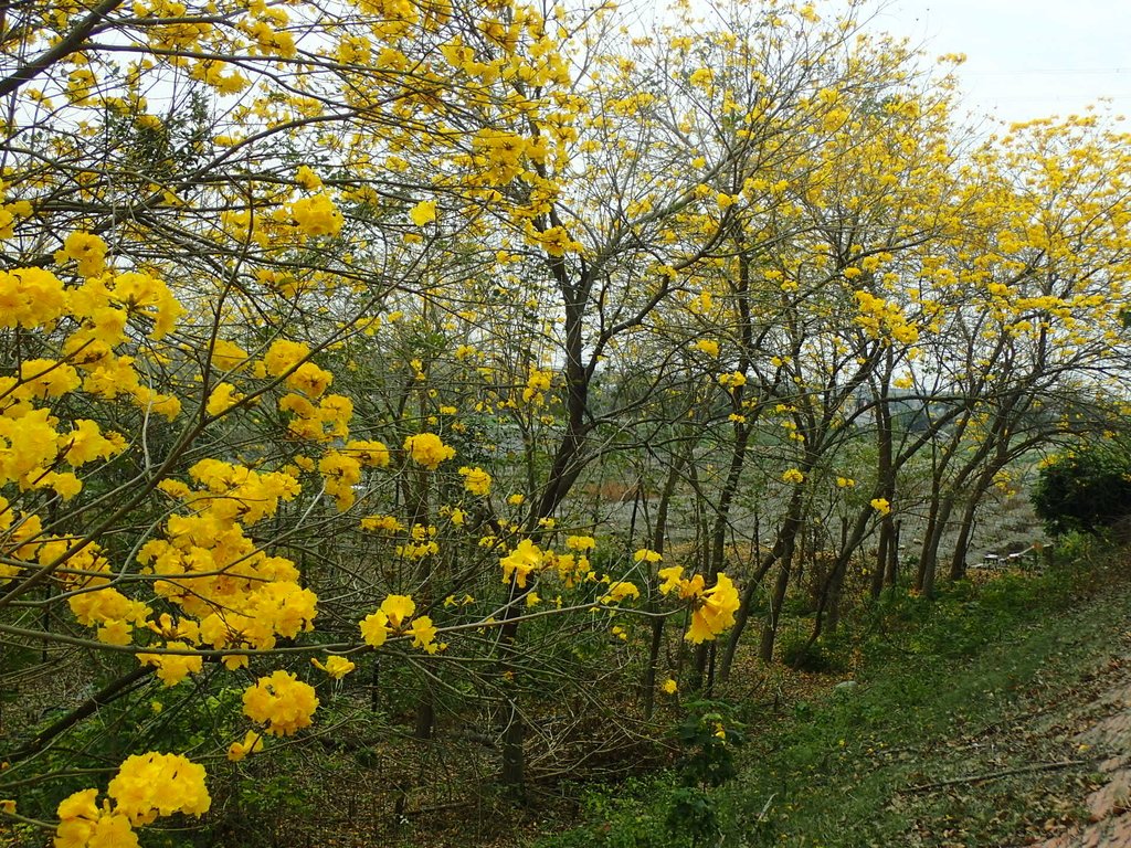 P3066561.JPG - 竹塘  田頭堤防  黃花風鈴木