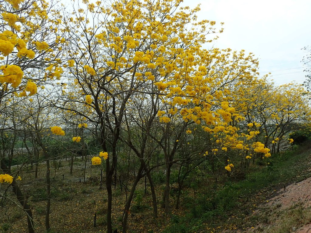 P3066549.JPG - 竹塘  田頭堤防  黃花風鈴木