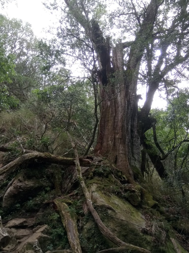 DSC_3723.JPG - 南庄  加里山