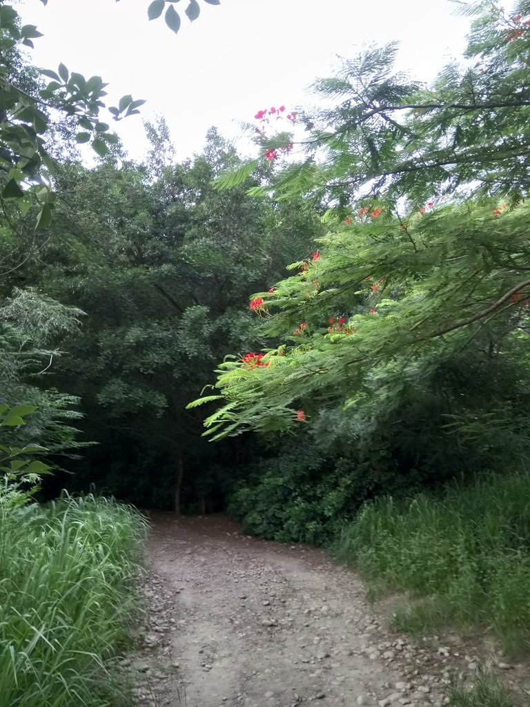 DSC_3982.JPG - 大肚  萬里長城登山步道