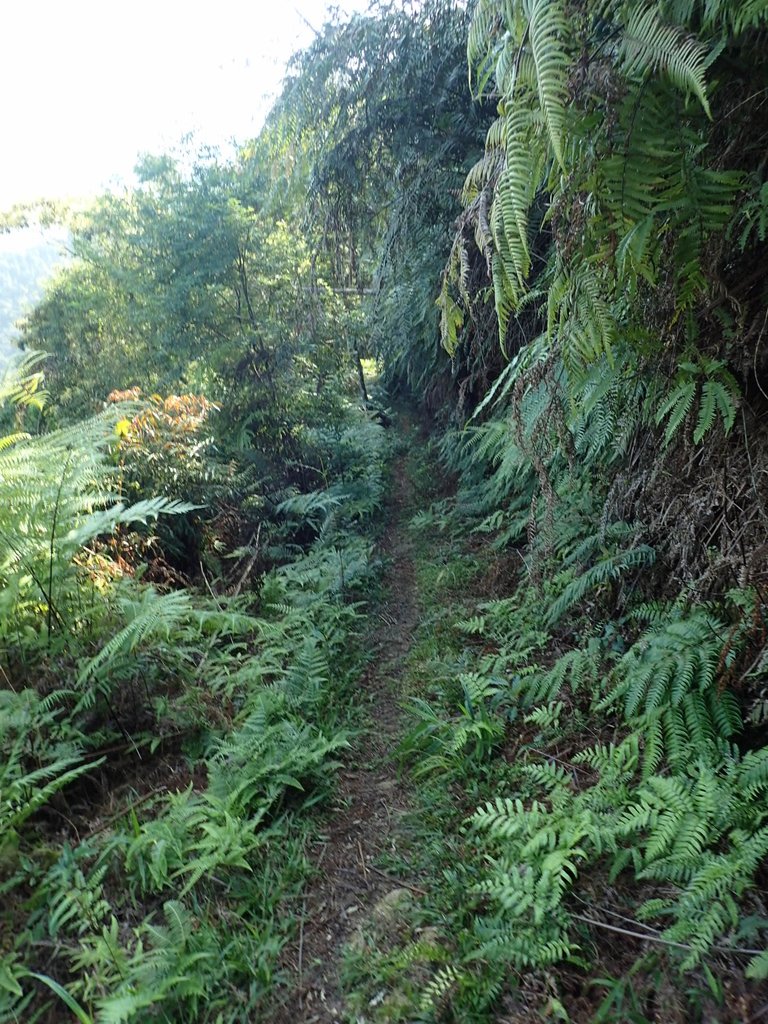 PA040353.JPG - 魚池  過坑山登山步道