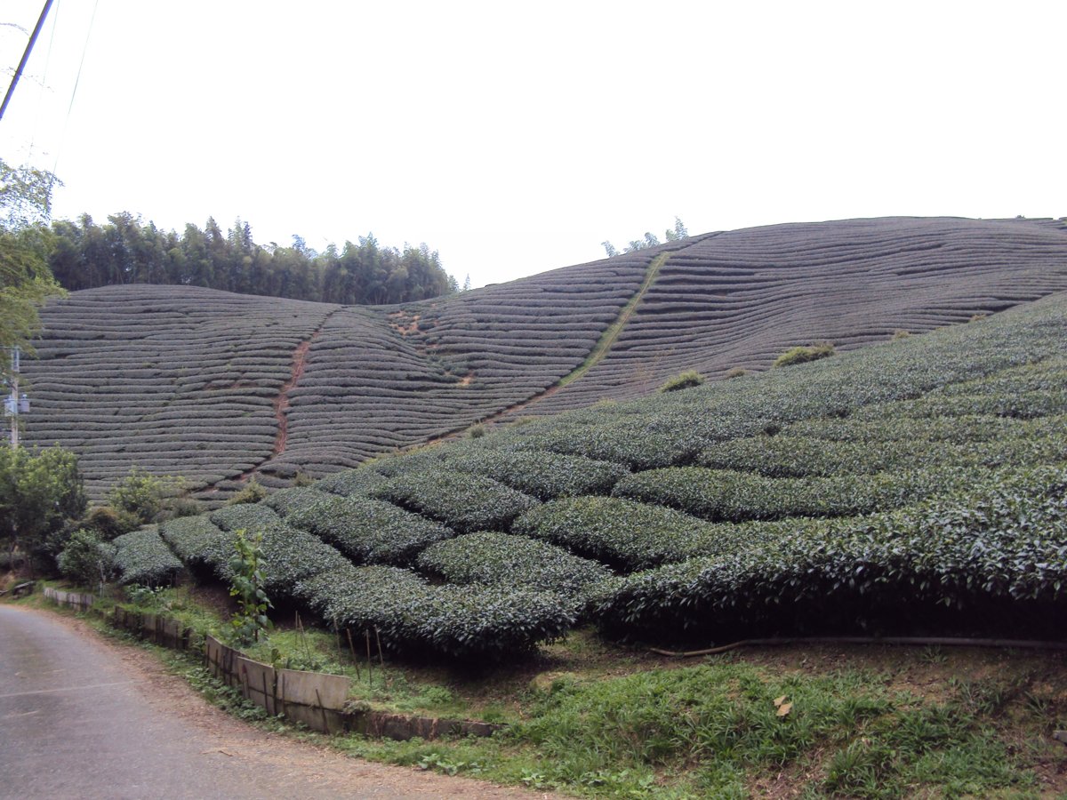 DSC08008.JPG - 竹山  軟鞍  八卦茶園