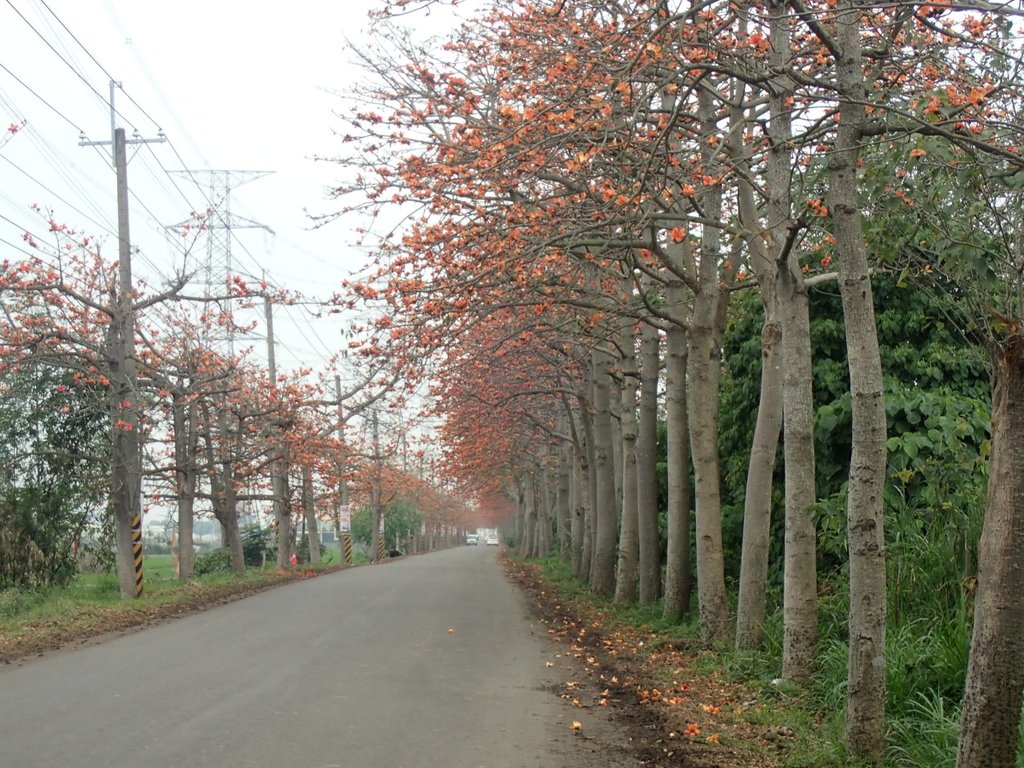 P3066387.JPG - 埤頭  東螺溪  木棉花