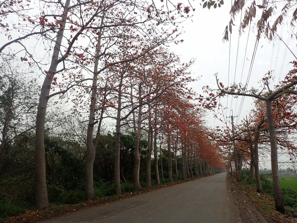 P3066419.JPG - 埤頭  東螺溪  木棉花