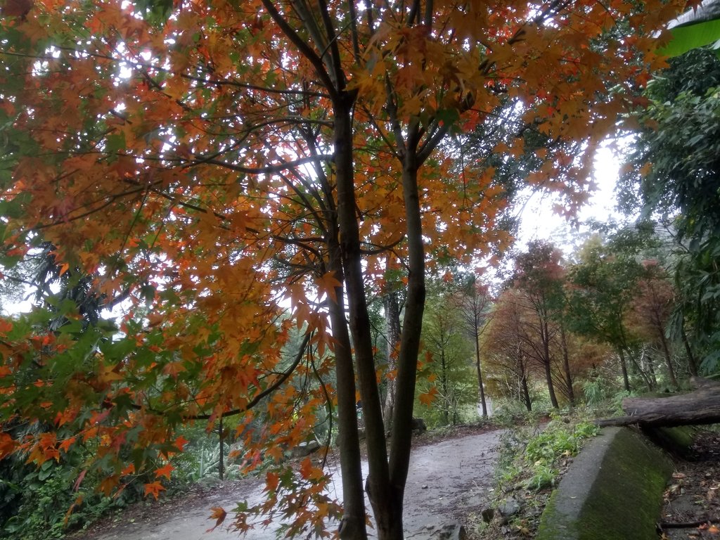 DSC_1765.JPG - 土城  承天寺  朝山步道