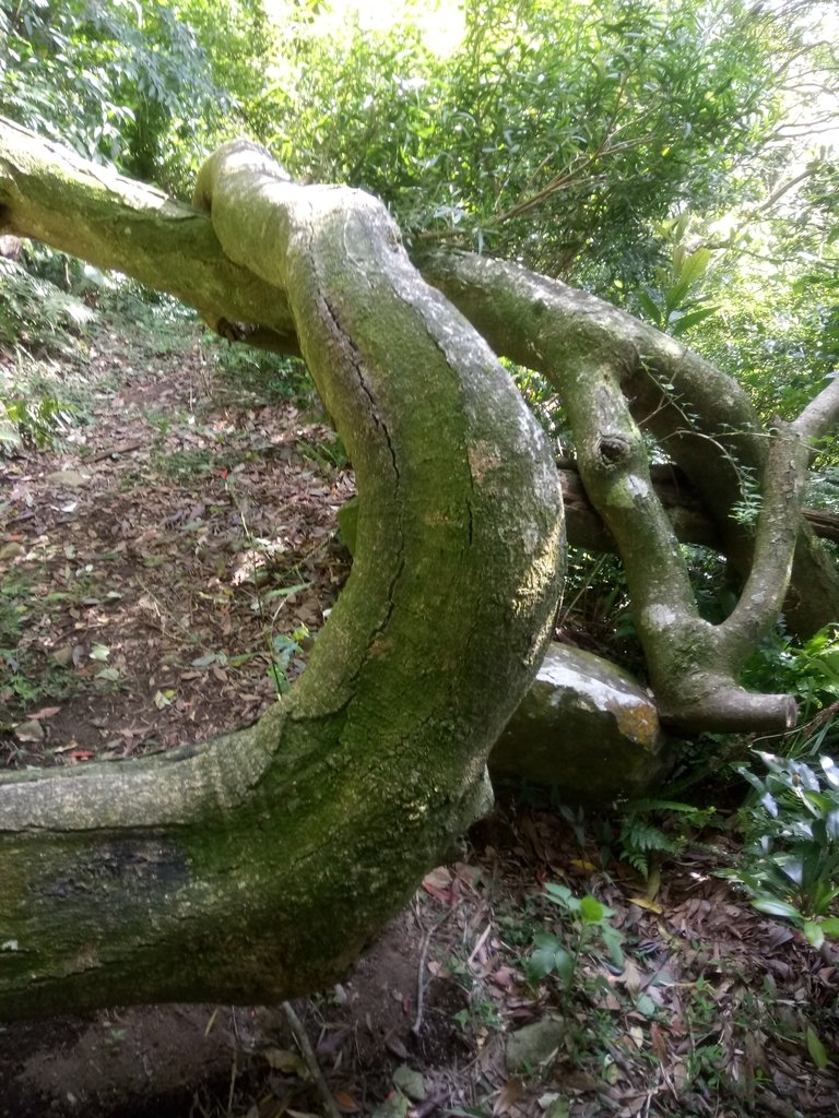 DSC_8804.JPG - 北投  中正山登山步道 03